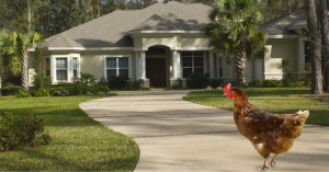 polly-want-a-chicken