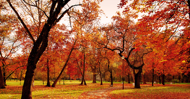 Autumn Leaves and Trees