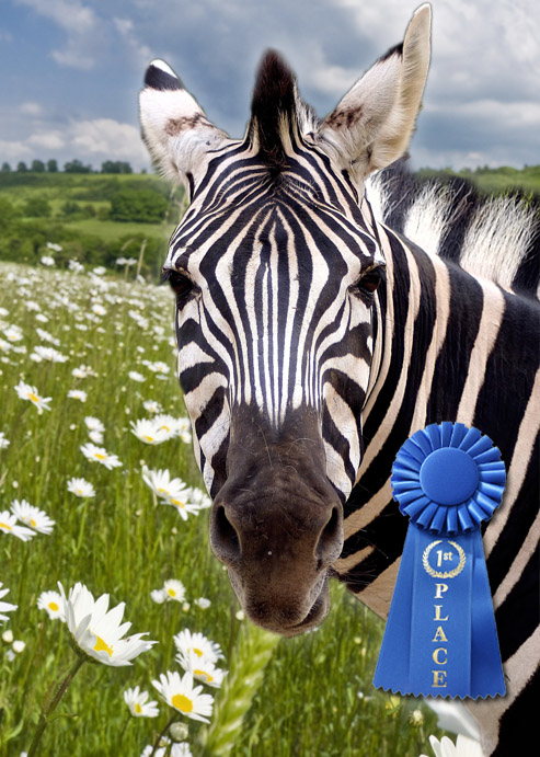 First Place Zebra