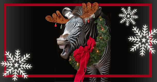 Zebra decorated for Christmas