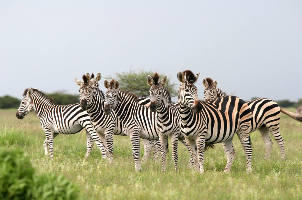 Zebra Herd